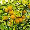 Fast Growing Trees Citrus Trees Hardy Orange Tree 'Flying Dragon' 2 Fast Growing Trees Citrus Trees Hardy Orange Tree 'Flying Dragon'
