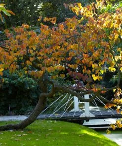 Fast Growing Trees Forest Pansy Redbud