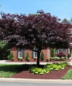 Fast Growing Trees Forest Pansy Redbud