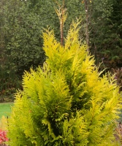 Fast Growing Trees Forever Goldy Arborvitae Tree Arborvitae Trees