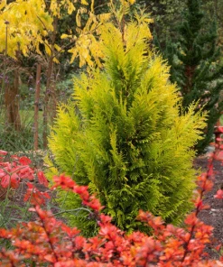 Fast Growing Trees Forever Goldy Arborvitae Tree Arborvitae Trees