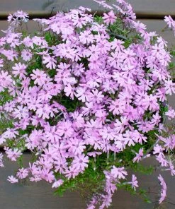Fast Growing Trees Fort Hill Creeping Phlox Plant