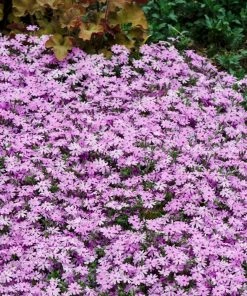 Fast Growing Trees Fort Hill Creeping Phlox Plant
