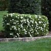 Fast Growing Trees Four Seasons Gardenia Shrub Gardenias