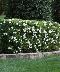 Fast Growing Trees Four Seasons Gardenia Shrub Gardenias
