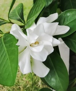 Fast Growing Trees Four Seasons Gardenia Shrub Gardenias