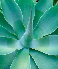 Fast Growing Trees Fox Tail Agave