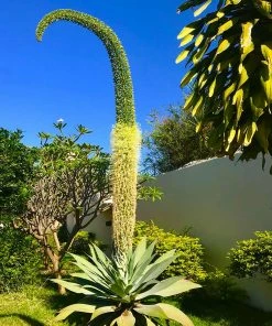Fast Growing Trees Fox Tail Agave