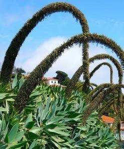 Fast Growing Trees Fox Tail Agave