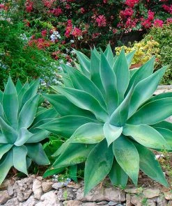 Fast Growing Trees Fox Tail Agave