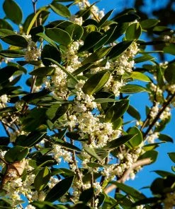 Fast Growing Trees Fragrant Tea Olive Tree See All Evergreen & Privacy Trees