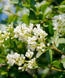 Fast Growing Trees Fragrant Tea Olive Tree See All Evergreen & Privacy Trees
