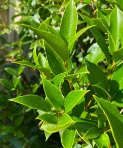 Fast Growing Trees Fragrant Tea Olive Tree See All Evergreen & Privacy Trees