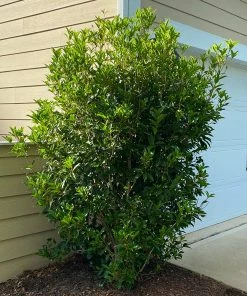 Fast Growing Trees Fragrant Tea Olive Tree See All Evergreen & Privacy Trees