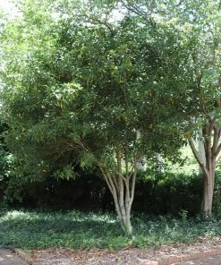 Fast Growing Trees Fragrant Tea Olive Tree See All Evergreen & Privacy Trees