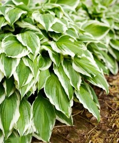 Fast Growing Trees See All Shrubs & Hedges Francee Hosta Plant