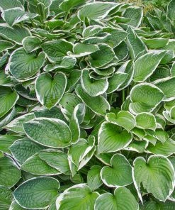 Fast Growing Trees See All Shrubs & Hedges Francee Hosta Plant