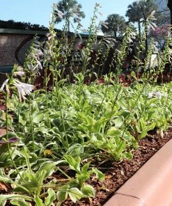 Fast Growing Trees See All Shrubs & Hedges Francee Hosta Plant