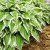 Fast Growing Trees See All Shrubs & Hedges Francee Hosta Plant 1 Fast Growing Trees See All Shrubs & Hedges Francee Hosta Plant