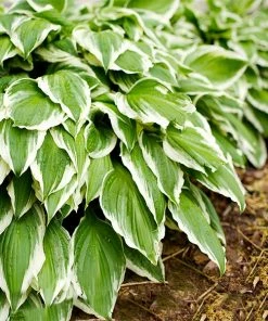 Fast Growing Trees See All Shrubs & Hedges Francee Hosta Plant