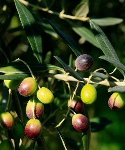 Fast Growing Trees Frantoio Olive Tree Olive Trees