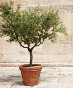 Fast Growing Trees Frantoio Olive Tree Olive Trees