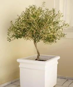Fast Growing Trees Frantoio Olive Tree Olive Trees