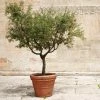 Fast Growing Trees Frantoio Olive Tree Olive Trees
