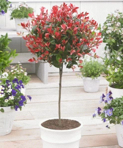 Fast Growing Trees Fraser Photinia - Tree Form