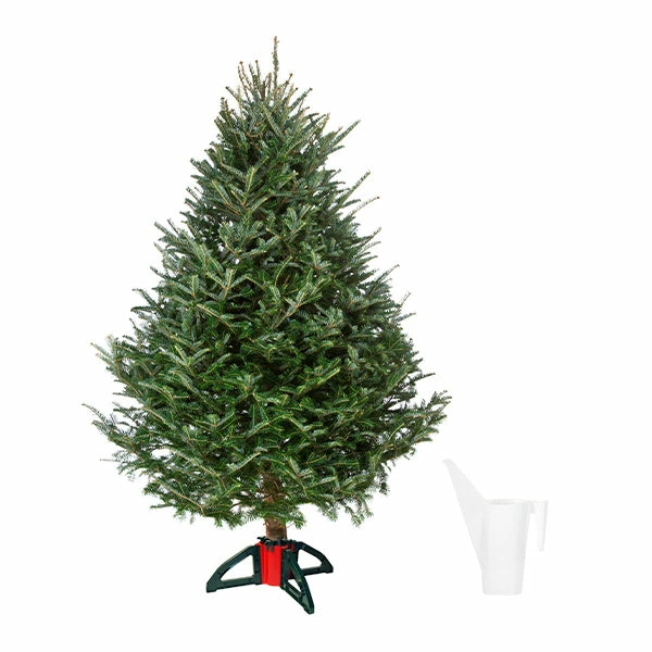 Fast Growing Trees Fresh Cut Christmas Tree Kit 3 Fast Growing Trees Fresh Cut Christmas Tree Kit