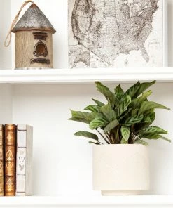 Fast Growing Trees See All House & Patio Freddie Plant