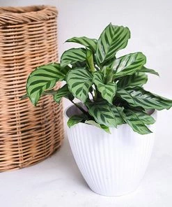 Fast Growing Trees See All House & Patio Freddie Plant