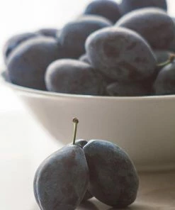 Fast Growing Trees French Prune Tree