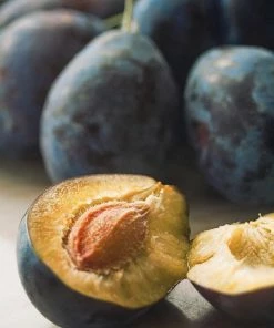 Fast Growing Trees French Prune Tree