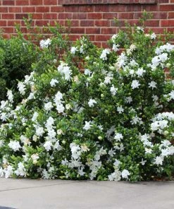 Fast Growing Trees Frost Proof Gardenia Shrub