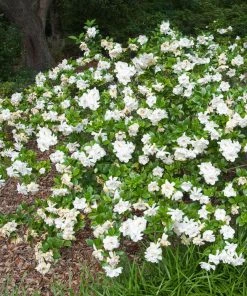Fast Growing Trees Frost Proof Gardenia Shrub