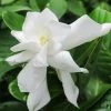 Fast Growing Trees Frost Proof Gardenia Shrub