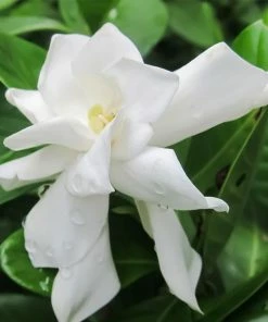 Fast Growing Trees Frost Proof Gardenia Shrub