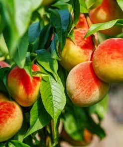 Fast Growing Trees Frost Proof Peach Tree Peach Trees