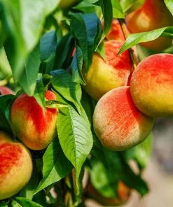 Fast Growing Trees Frost Proof Peach