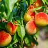 Fast Growing Trees Frost Proof Peach Tree Peach Trees 2 Fast Growing Trees Frost Proof Peach Tree Peach Trees