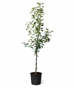 Fast Growing Trees Fuji & Haralson Twisted Apple Tree