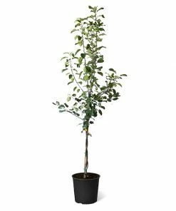 Fast Growing Trees Fuji & Haralson Twisted Apple Tree