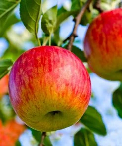 Fast Growing Trees Fuji & Haralson Twisted Apple Tree