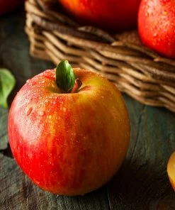 Fast Growing Trees Fuji Apple Tree Apple Trees