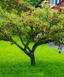 Fast Growing Trees Fuji Apple Tree