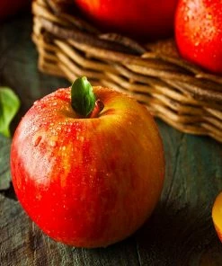 Fast Growing Trees Fuji Apple Tree Apple Trees