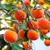 Fast Growing Trees Fuyu Persimmon Tree 2 Fast Growing Trees Fuyu Persimmon Tree