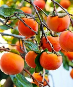 Fast Growing Trees Fuyu Persimmon Tree