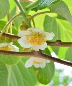 Fast Growing Trees See All Fruit Trees Fuzzy Kiwi - USDA Organic